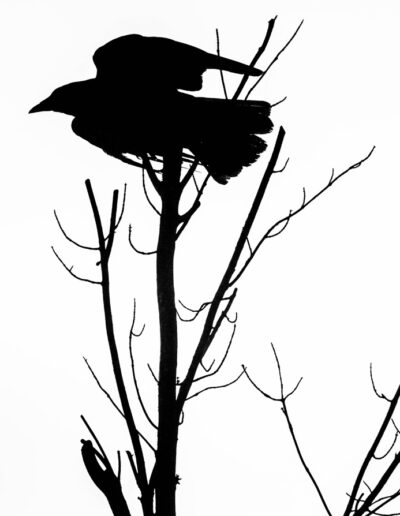 Crow Silhouette