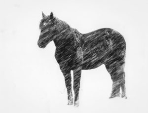 Horse in Snowstorm