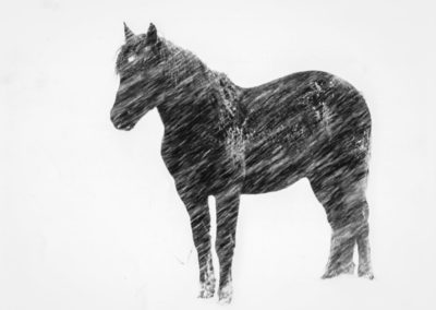 Horse in Snowstorm