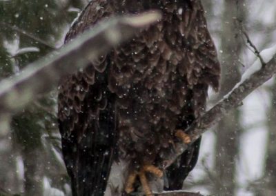 Eagle in Snow