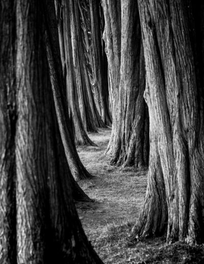 The Way Home
