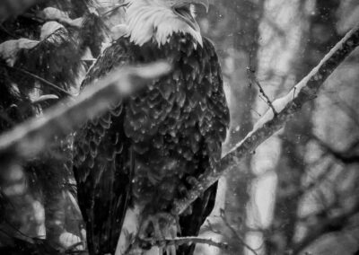 Winter Eagle in Black and White