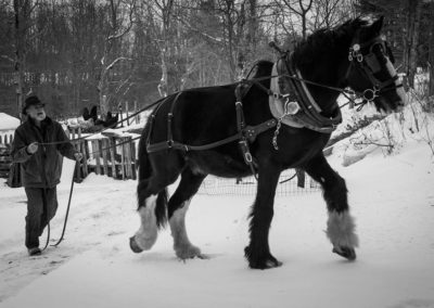 Working horse