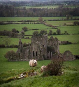 castle and sheep, Ireland