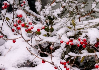 winterberries in snow